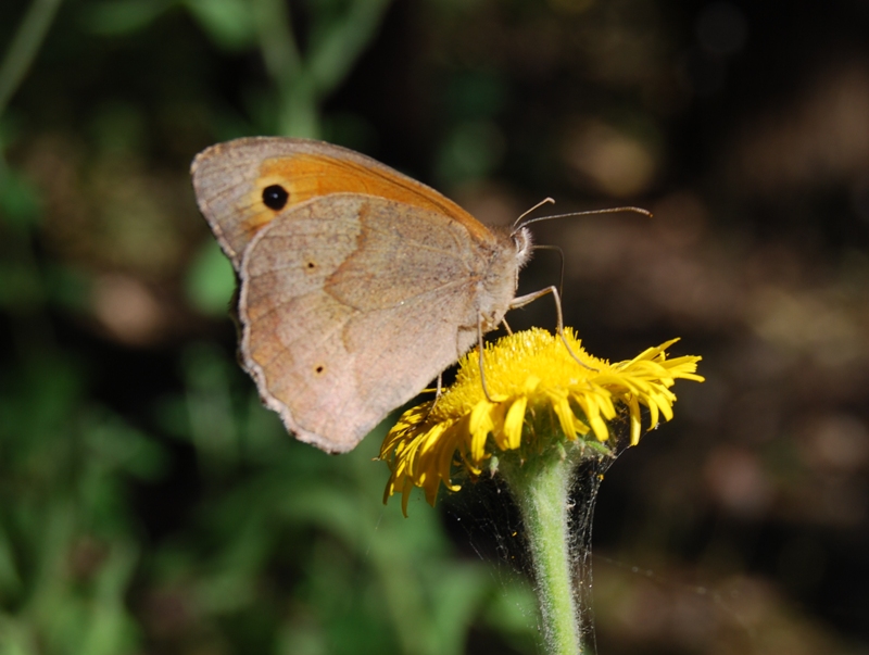 farfalla da identificare